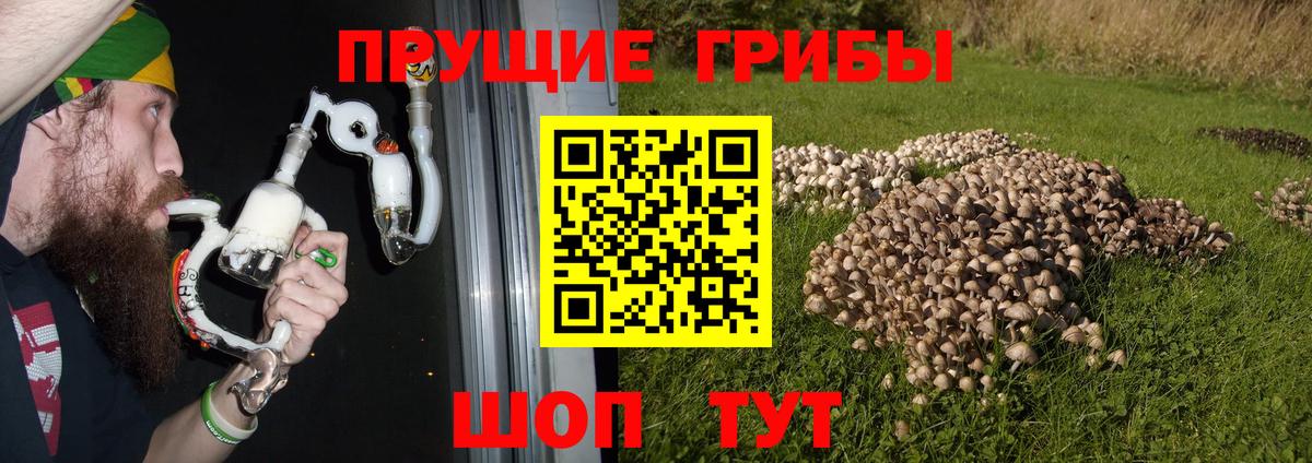 Курчатов  Галлюциногенные грибы GOLDEN TEACHER  Вход с VPN 