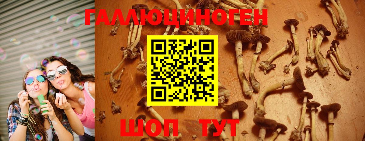 Псилоцибиновые грибы мицелий Курчатов